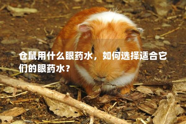 倉鼠用什么眼藥水，如何選擇適合它們的眼藥水？